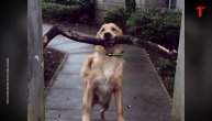 ZA DOBRO JUTRO: Pas je pokušao da prođe sa ogromnom granom u ustima, ali vrata su bila premala za oboje