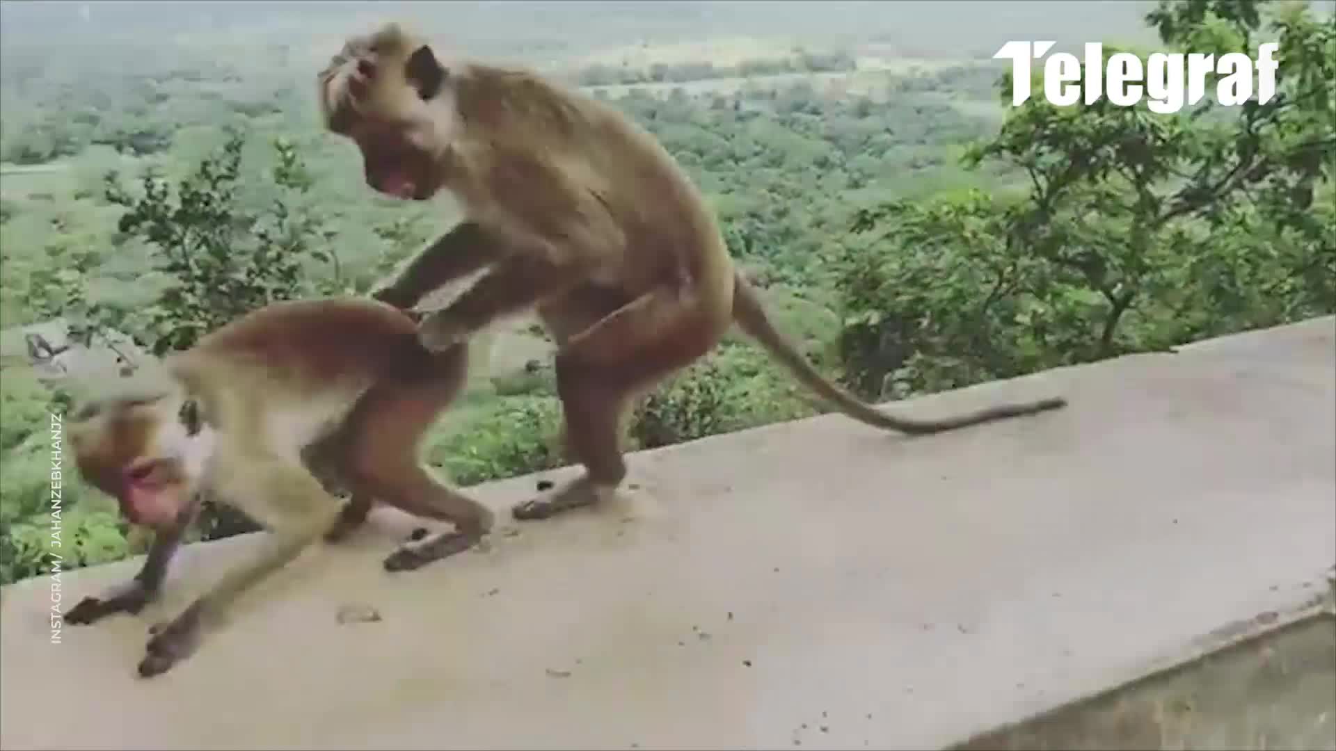 Majmuna seks Čovjekoliki majmuni