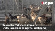 Zatvorenici rešili problem pasa lutalica
