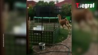 Lama juri gazdu po dvorištu