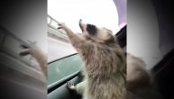 Ovako izgleda kad rakun obožava da se vozi u kolima