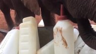 Slonovi uživaju pijući mleko na cuclu