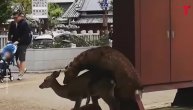 Seks nasred ulice, jelenima nisu smetali prisutni ljudi