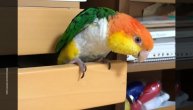 Ovo je moja kuća! Papagaj obožava da spava u fioci