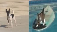 Mačka izdominirala i psa, i bazen i dasku za surfovanje