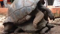 Kornjača tokom seksa zvuči kao da umire