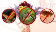 Koje cveće najbolje odbija insekte