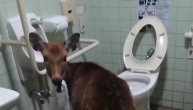 Srna je bila gladna pa je ušla u kućni toalet