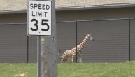 Žirafa pobegla iz kaveza, radnici zoo vrta je jurili satima