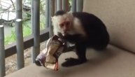 Gladni majmuni uskočili na balkon i smazali grickalice