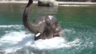 Slon objasnio kako se pliva i gnjura u vodi