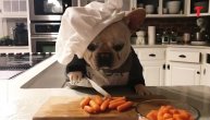 Ovaj buldog je spremio ručak za celu porodicu