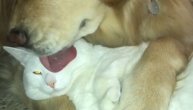 Ko bi rekao da su neprijatelji: Ovakvu ljubav psa i mačke još niste videli