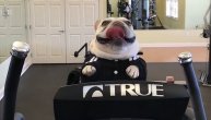 Ovaj buldog se za leto sprema u teretani