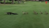 Hrabre guske oterale aligatora sa golf terena