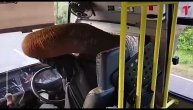 Slon odmetnik, presreo autobus pa krao hranu putnicima