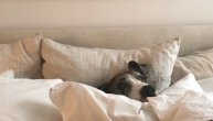 Spavaća kamuflaža! Doga se instalirala u krevet i ne pada joj na pamet da mrdne