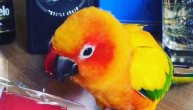 Verujte nam na reč, ovaj papagaj NIJE na baterije