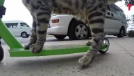 Preslatko: Mačka koja vozi trotinet