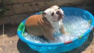 Buldog odradio ledeni izazov od pre nekoliko godina - "Ice bucket challenge"