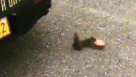 Veverica pokrala policajce, pa pobegla sa plenom