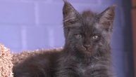 Ovo je kućni ljubimac u Rusiji, a ljudi ga nazivaju vukodlak