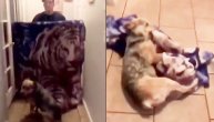 Pas vodio ljubav sa ćebetom! Viralni trik koji je pošao naopako