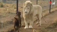 Lav je zgrabio psa za šapu i desilo se nešto neočekivano