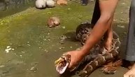 Zmija mu progutala kokoške on pohitao da ih spase