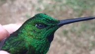 Kolibri poput disko kugle, boje ove ptičice su nestvarne
