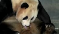 Prelepo: Čao Čao, džinovska panda na svet je donela blizance