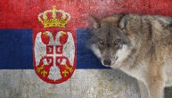 Da li vuk treba da bude jedan od zvaničnih simbola Srbije?