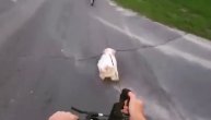 Ovo se desi kad upregnete maltezera da vas vuče na bicikli