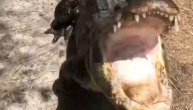 Krokodil je širom otvorenih čeljusti krenuo ka svom dreseru