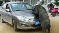 Urnebesno! Divlja svinja zaskočila automobil i krenuila u akciju