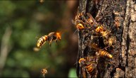Opojnim mirisom pozivaju roj: Zašto i kada stršljenovi ubijaju?