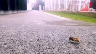 Užasni stršljen upao u Telegraf! Evo kako smo ga izbacili