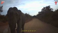 Slon napao džip na safariju i razbio šoferšajbnu