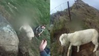 Spasili ovcu sa vrha planine, ona se smandrljala niz stranu