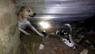 Kobra žestoko napala štence: Keruša rizikovala život da bi spasila mladunce