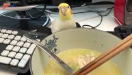 Proždrljivi papagaj ne prihvata "ne" kao odgovor