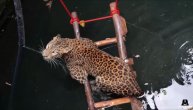 Leopard upao u 30 metara dubok bunar, ovako je izgledalo spašavanje