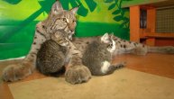 Kavezu risa su prišle tri mace i umesto da mu postanu ručak, rodila se ljubav