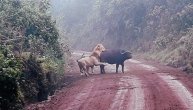 Borba na život i smrt! Lavovi su napali bivola koji je bio preveliki zalogaj za njih