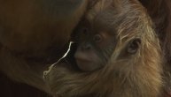 Snimak bebe orangutana kako se mazi sa mamom je raznežilo mnoge