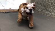 Mali buldog zaleteo se iz sve snage i ulepšao dan svima redom