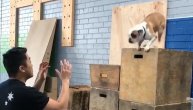 Neustrašivi buldog! Pobedio je strah i "poleteo"