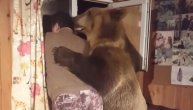 Kao dva ortaka, čovek i njegov meda kuliraju na prozoru, a potom ga je medved zagrlio