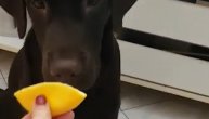 Pas protiv limuna: Ovaj preslatki labrador izgleda bas ne voli kiselo
