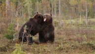 Divljačka borba finskog i ruskog medveda